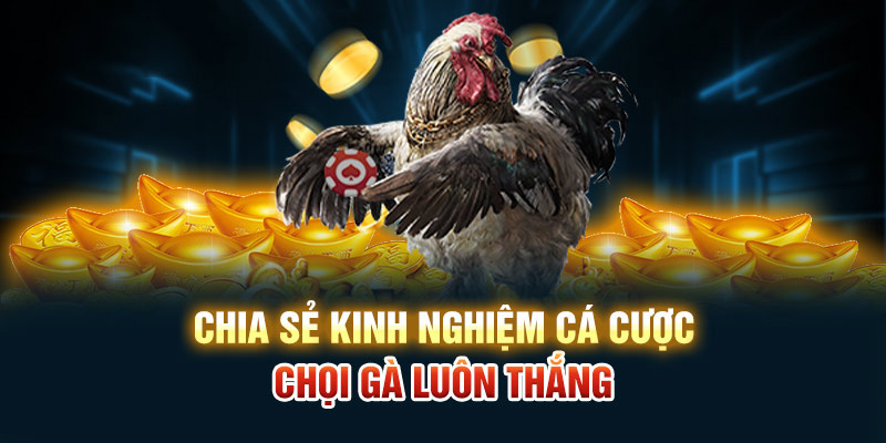 Chia sẻ kinh nghiệm cá cược chọi gà luôn thắng